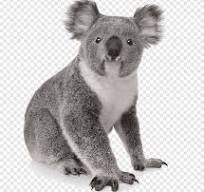 For the phone viewers, when the image is gone, it shows something like this:'Yes, it is a picture of a koala without its erased background and it is a png file. Thank you.'Isn't it funny that hovering is impossible on phone.HAHAHAHAHAHAHAHAHAHAHA Yes, it is a picture of a koala without its erased background and it is a png file. Thank you.
